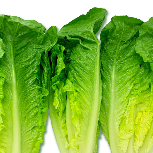 PreCut and Processed Produce Tony Deodato and Sons